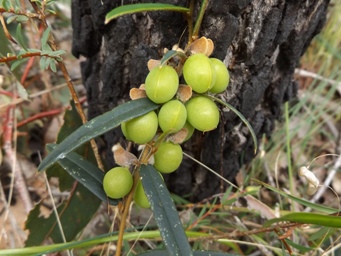 341xhovea_trisperma_pods_dscf8452c.jpg