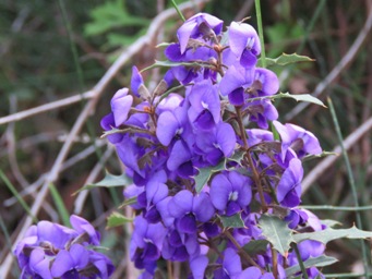 341xhoveachorizemifolia_img_2551c.jpg
