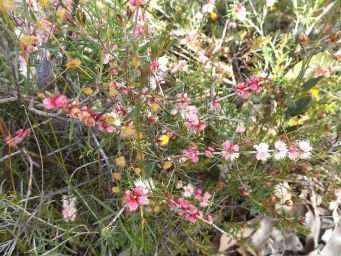 341xhypocalymma_angustifolium_dscf9367c.jpg