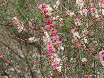 341xhypocalymma_angustifolium_img_4589.jpg