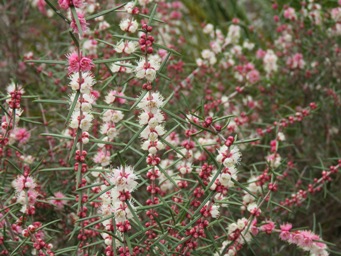 341xhypocalymma_angustifolium_img_4591.jpg