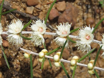 341xhypocalymma_angustifolium_img_5068c.jpg