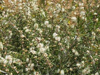 341xhypocalymma_angustifolium_img_5070c.jpg