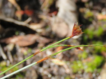 341xhypolaena_exsulca_f_img_6025c.jpg