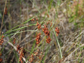 341xhypolaena_exsulca_m_img_5974.jpg