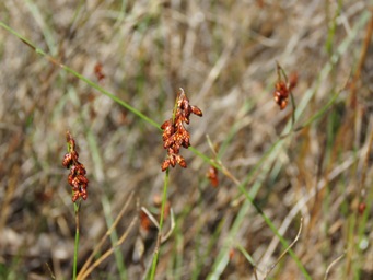 341xhypolaena_exsulca_m_img_5976.jpg