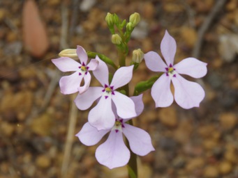 341xisotoma_hypocrateriformis_img_8912c.jpg