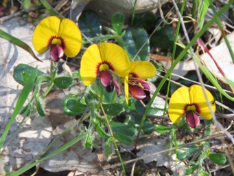 341xisotropis_img_5199c.jpg