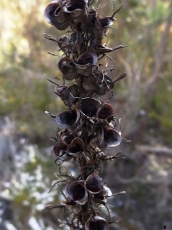 455_haemodorum_spicatum_dscf9113csa.jpg