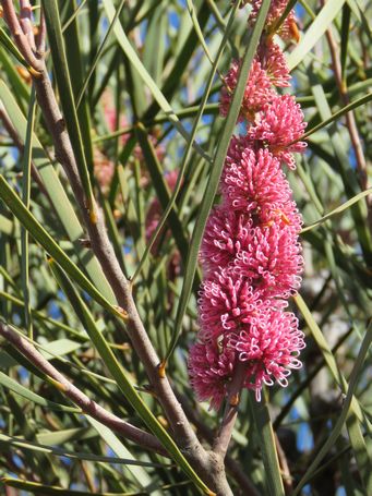 455_hakea_multilineata_img_4644.jpg