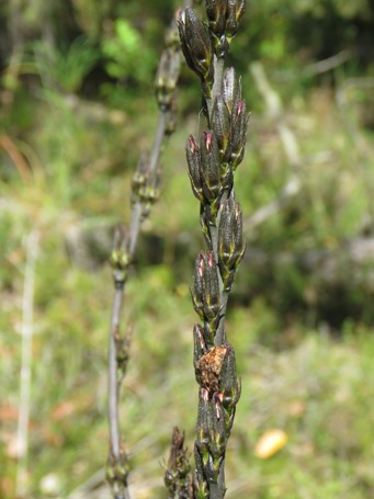 455xhaemodorum_img_0201c.jpg