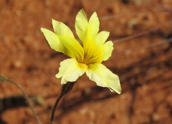 asmtcwildflowersgtom007001.jpg