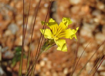 asmtcwildflowersgtom007002.jpg