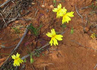 asmtcwildflowersgtom007003.jpg