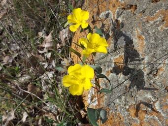hibbertiadscf4604.jpg