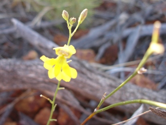 tn_dampiera_luteiflora_gcrdsc01728.jpg