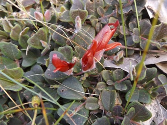 tn_gastrolobium_praemorsum_dscf1268_c.jpg