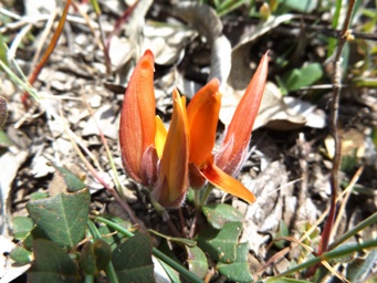 tn_gastrolobium_praemorsum_dscf1271.jpg