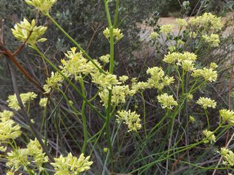 tn_glischrocaryon_aureum_maybem_dscf0574.jpg