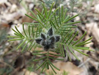 tn_gompholobium_preissii_dscf5662.jpg
