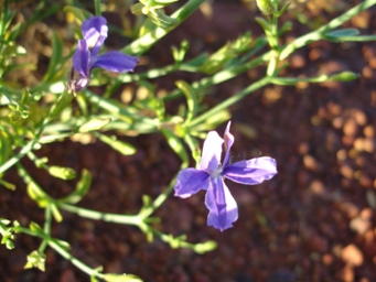 tn_goodenia_azureagcrdsc01735.jpg