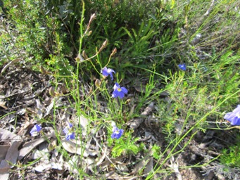 tn_goodenia_coeruleaimg_4216.jpg