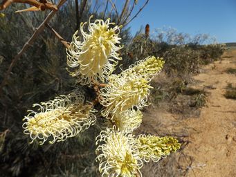 tn_grevillea-leucopteris-white-plumed-grevillea_pg_dscf0325.jpg