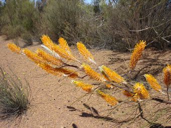 tn_grevillea_excelsior_ml_.jpg