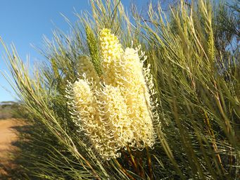 tn_grevillea_k__dscf0162.jpg