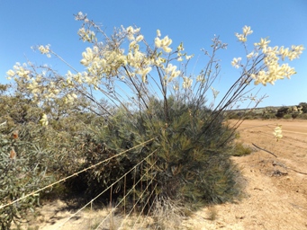 tn_grevillea_leucopogon_pg_dscf0319.jpg