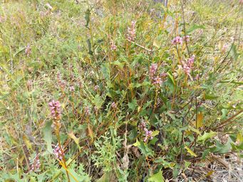 tn_grevillea_quercifolia_dscf1324.jpg