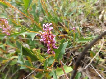 tn_grevillea_quercifolia_dscf1328.jpg
