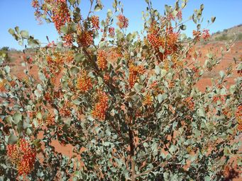 tn_grevillea_wickhamiidsc02550.jpg