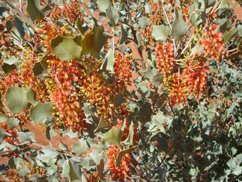 tn_grevillea_wickhamiidsc02551.jpg