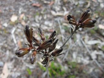 tn_haemodorum_discolorimg_4609c.jpg