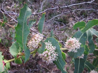 tn_hakea_amplexicauliscloseup.jpg