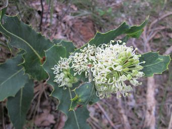 tn_hakea_amplexicauliscloseup2.jpg