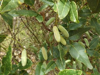 tn_hardenbergia_.jpg