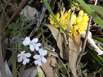 tn_hemiandra_pungensdscf0731.jpg