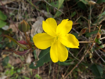 tn_hibbertialargedscf5349.jpg