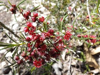 tn_hypocalymma_angustifolium_dscf0361c.jpg