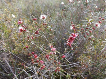 tn_hypocalymma_angustifolium_dscf9359.jpg