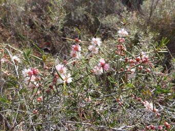 tn_hypocalymma_angustifolium_dscf9361.jpg