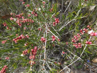 tn_hypocalymma_angustifoliumdscf5768.jpg