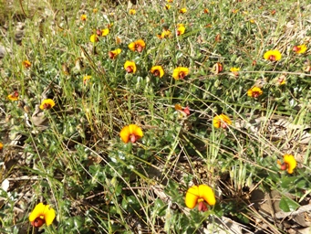 tn_isotropis_cuneifoliadscf5385.jpg