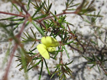 tn_tinyyellowpeaimg_4097c.jpg