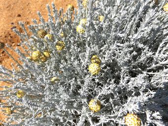1024_leucophyta_brownii_dscf7228.jpg