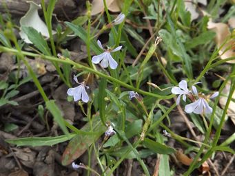 1024_lobelia_anceps_dscf1841c.jpg