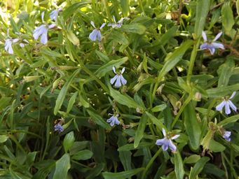 1024_lobelia_anceps_dscf7246c.jpg