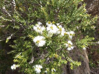 1024_melaleuca_lanceolata__rottnest_island_tea_tree_dscf7263.jpg